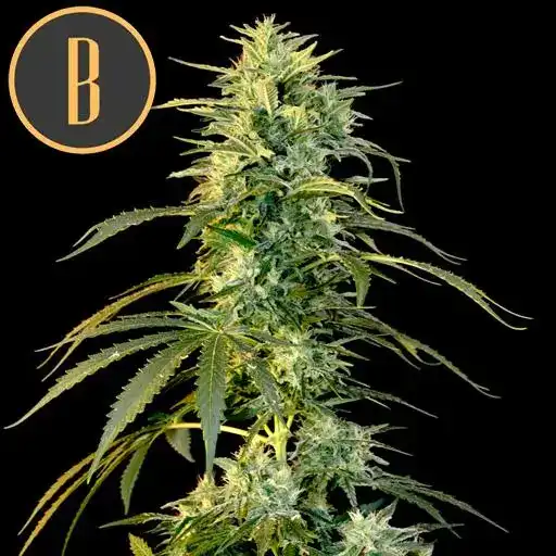 Blimburn Seeds Cannabis Seeds Wombat Feminized