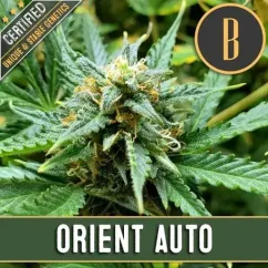 Blimburn Seeds Cannabis Seeds Orient Auto