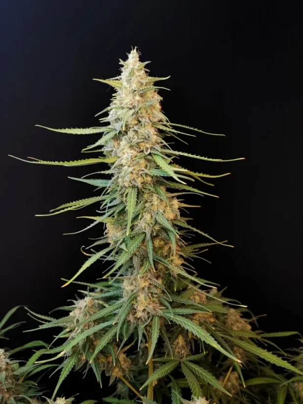 Fast Buds Cannabis Seeds Sour Diesel Auto