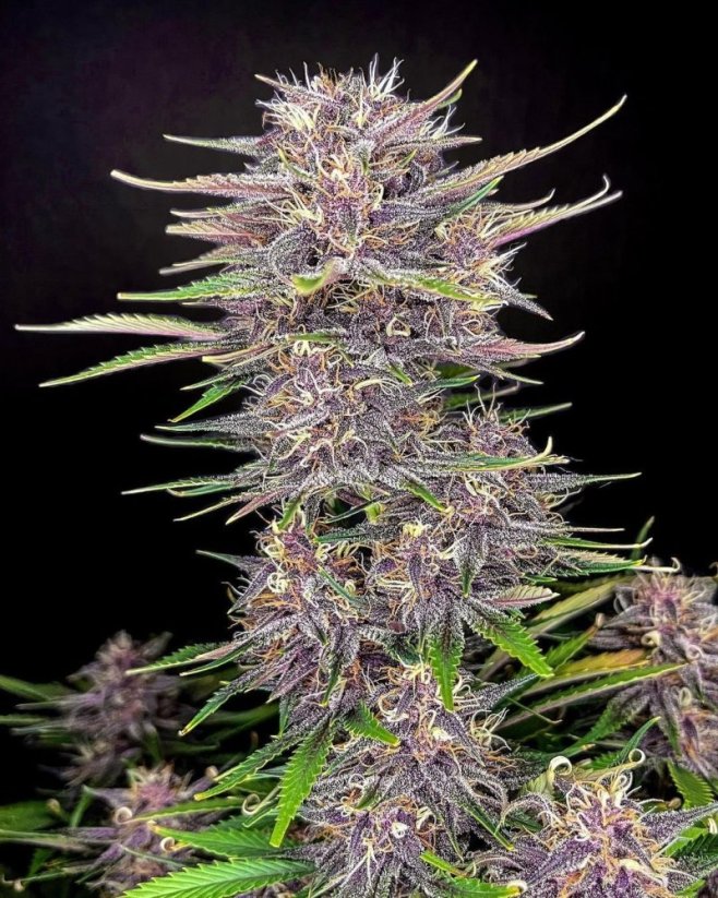 Fast Buds Hạt giống cần sa Chuối tím Punch Auto