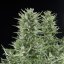 Royal Queen Seeds კანაფის თესლი Easy Bud Auto