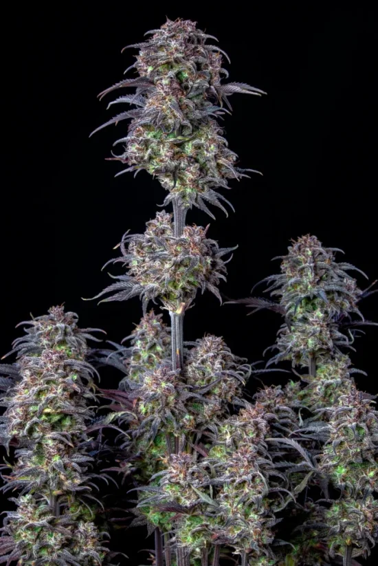 Nasiona konopi Fast Buds Blueberry Auto