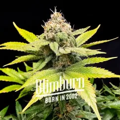 Blimburn Seeds Biji Ganja C Banana Feminized