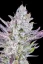 Fast Buds Graines de cannabis Colle de mariage Auto