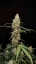 Semillas de Marihuana Fast Buds Critical Auto