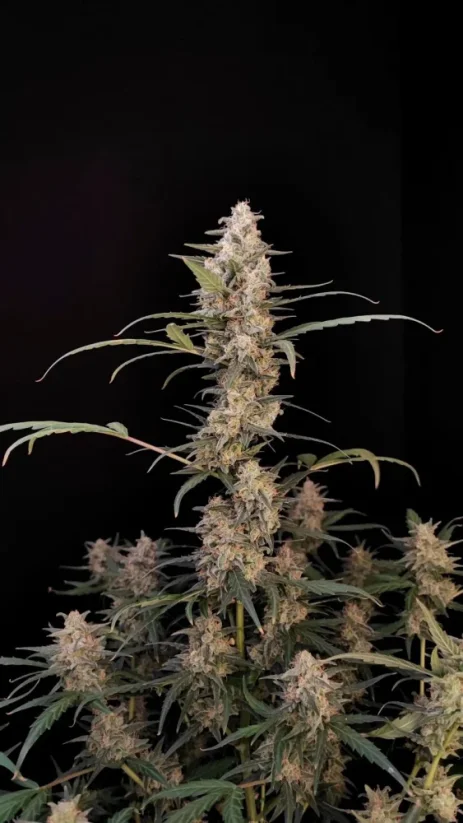 Semi di cannabis Fast Buds Critical Auto