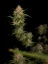 Fast Buds Cannabis Seeds Guava Auto