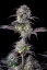 Fast Buds Cannabis Seeds Blueberry Auto