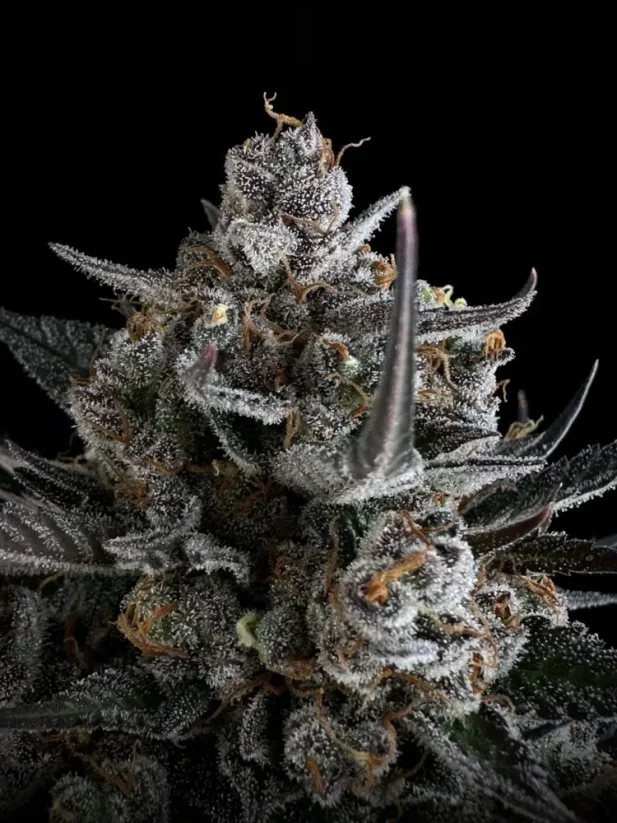 Fast Buds Cannabis Seeds Pound Cake Auto