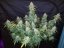 Semillas de Marihuana Fast Buds Six Shooter Auto