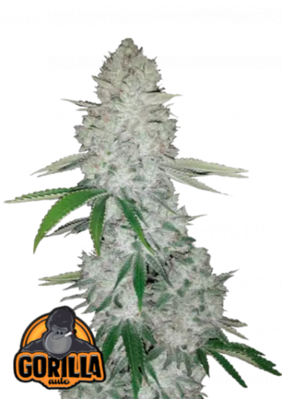 Hạt giống cần sa Fast Buds Gorilla Auto