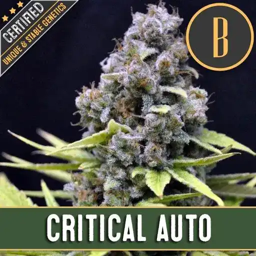 Blimburn Seeds Hạt giống cần sa Critical Auto