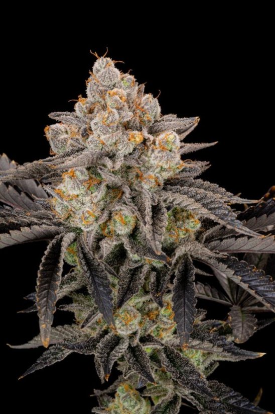 Fast Buds Żerriegħa tal-Kannabis Gorilla Cookies FF