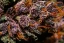 Fast Buds Cannabis Seeds Crystal Meth Auto