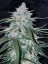 Fast Buds Semena konoplje Pineapple Express Auto