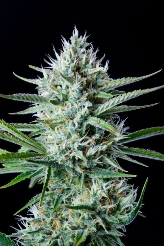 Fast Buds Sementes de Cannabis White Widow Auto