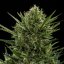 Royal Queen Seeds Żerriegħa tal-Kannabis Sweet Skunk Auto