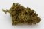 Cbweed Mango Haze CBD virág - 2-5 gramm