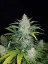 Fast Buds Cannabis Seeds Rhino Ryder Auto