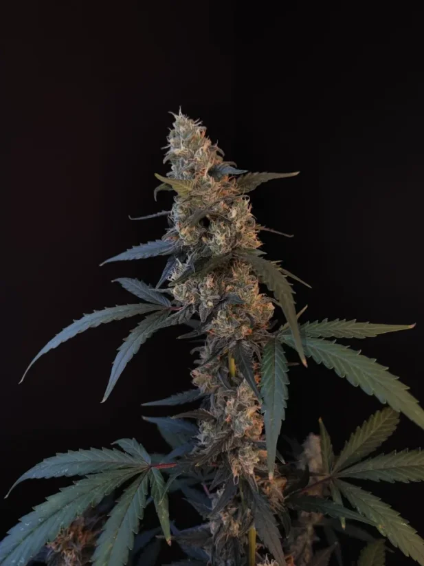 Hạt giống cần sa Fast Buds BubbleGum Auto