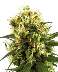 Sensi Seeds Semi di Cannabis White Haze Automatic Femminizzati di White Label, 3-10 pz