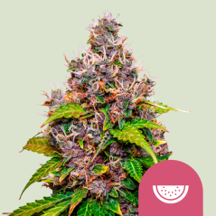 Royal Queen Seeds Cannabisfrön Vattenmelon feminiserade