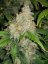 Fast Buds Cannabis Seeds Zkittlez Auto