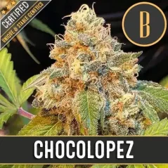 Blimburn Seeds Cannabis Seeds Chocolopez Feminized