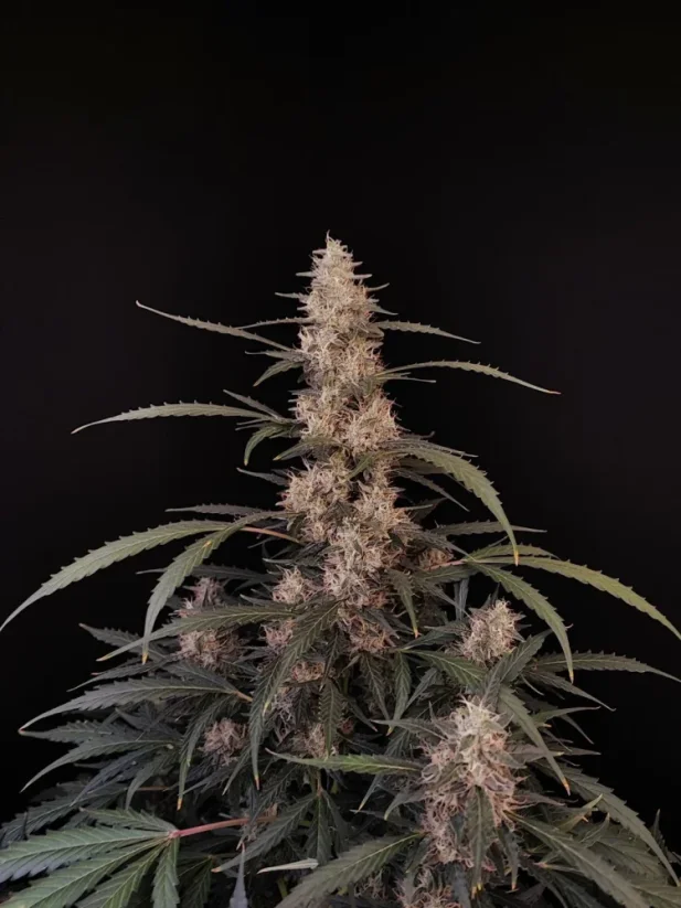 Fast Buds Semena konoplje Amnesia Haze Auto