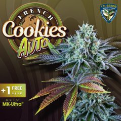 T.H.Seeds™ Cannabis Seeds Auto French Cookie-k, többféle csomag, nőiesített