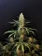 Semillas de Marihuana Fast Buds Jack Herer Auto