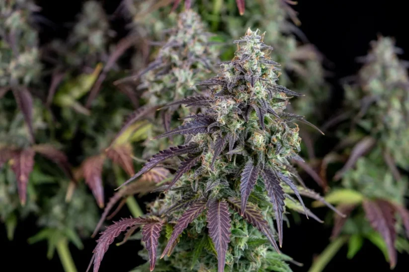 Fast Buds Cannabis Seeds Lemon Pie Auto