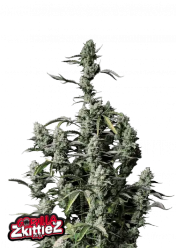 Fast Buds Cannabis Seeds Gorilla Zkittlez Auto