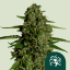 Royal Queen Seeds Cannabis Seeds Medusa F1 Auto