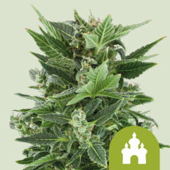 Royal Queen Seeds კანაფის თესლი Royal Kush Auto