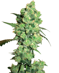 Sensi Seeds Sementes de Cannabis Super Skunk Feminizadas da White Label, 3-10 unidades