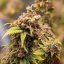 Royal Queen Seeds Cannabis Seeds Shogun Feminized