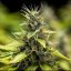 Royal Queen Seeds Sementes de Cannabis Royal Runtz Auto