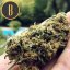 Blimburn Seeds Cannabis Seeds Santa Muerte Fast Blooming Feminized