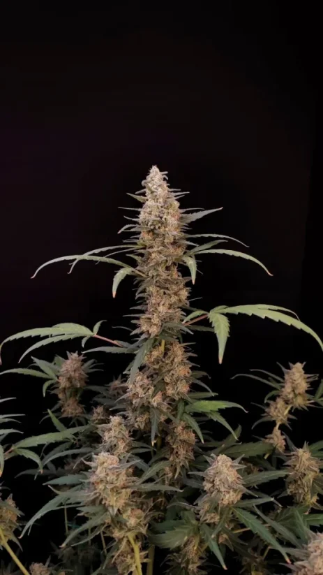 Semillas de Marihuana Fast Buds Critical Auto