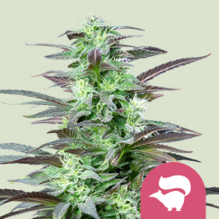 Royal Queen Seeds Feminizované semená kanabisu Skunk XL