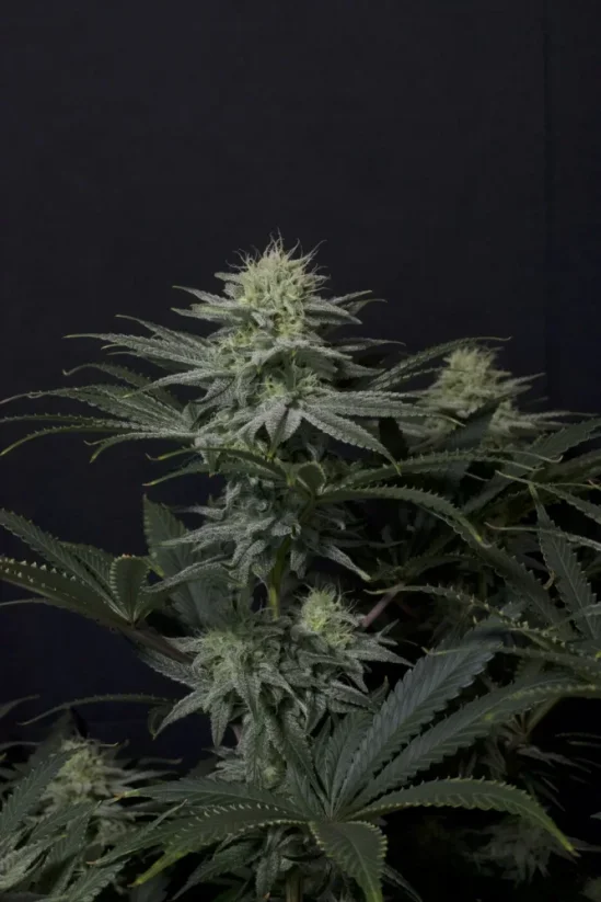 Fast Buds Kenevir Tohumu GG4 Şerbet FF