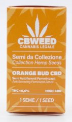 Cbweed Auto Orange Bud CBD - 1x Żerriegħa Feminizzata Autoflowering