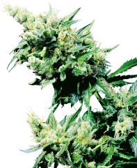 Sensi Seeds Cannabis Seeds Hash Plant® Regular, 10 ks