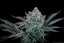 Fast Buds Esrar Tohumları Gorilla Cookies FF