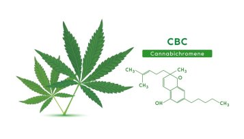 Feuilles de cannabis vertes et formule chimique de la structure moléculaire du Cannabichromene (CBC) isolées sur fond blanc