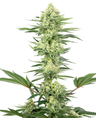 Sensi Seeds Kannabisfræ White Gorilla Haze feminized by White Label, 3-10 stk