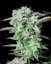 Semillas de Marihuana Fast Buds Strawberry Banana Auto