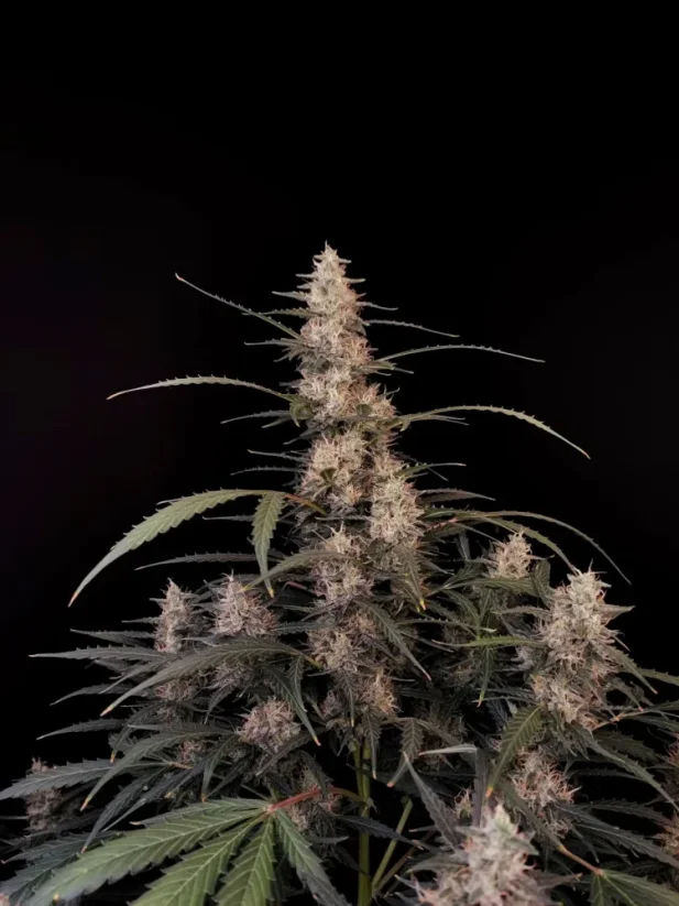 Fast Buds Semena konoplje Amnesia Haze Auto