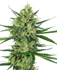 Sensi Seeds Sementes de Cannabis Tangerine Sugar® Feminizadas, 3-10 unidades